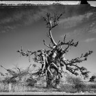 Elaine Ling, <em>Boabab, Tree of Generations #4 Mali</em>, 2008