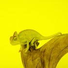 Rob Canali, <em>Veiled Chameleon Under Yellow Gel</em>, 2013