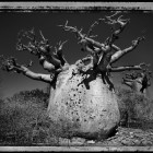 Elaine Ling, <em>Baobab, Tree of Generations #25, Madagascar 2010</em>, 2013